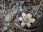 Hármas csillaggomba (Geastrum michelianum), Budai-hegység